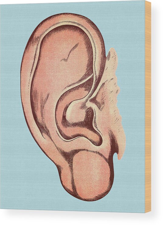 Anatomical Wood Print featuring the drawing Human Ear by CSA Images
