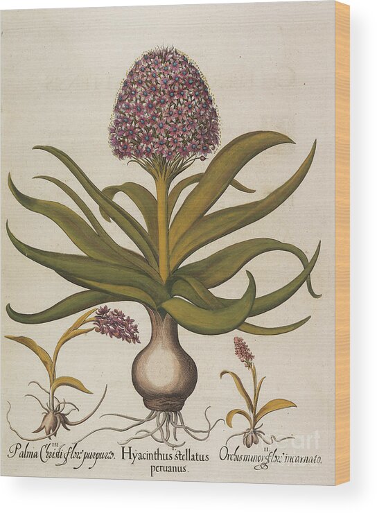 Painted Image Wood Print featuring the drawing Hyacinthus Stellatus by Heritage Images