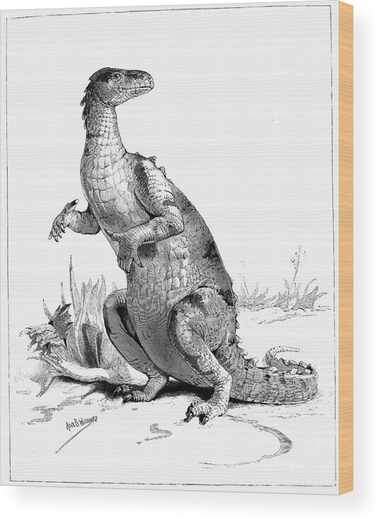 Engraving Wood Print featuring the drawing Iguanodon, 1895 by Print Collector