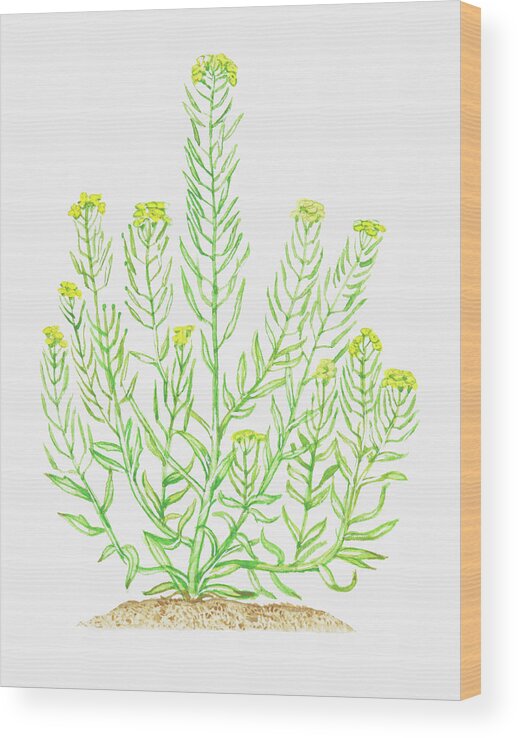 Watercolor Painting Wood Print featuring the digital art Illustration Of Erysimum Cheiranthoides by Dorling Kindersley