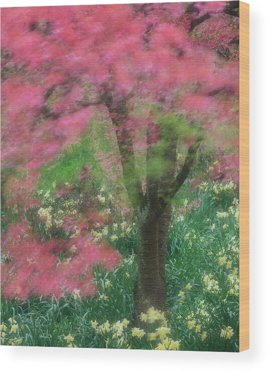Scenics Wood Print featuring the photograph Japanese Cherry Tree In Bloom Prunus by Connie Coleman