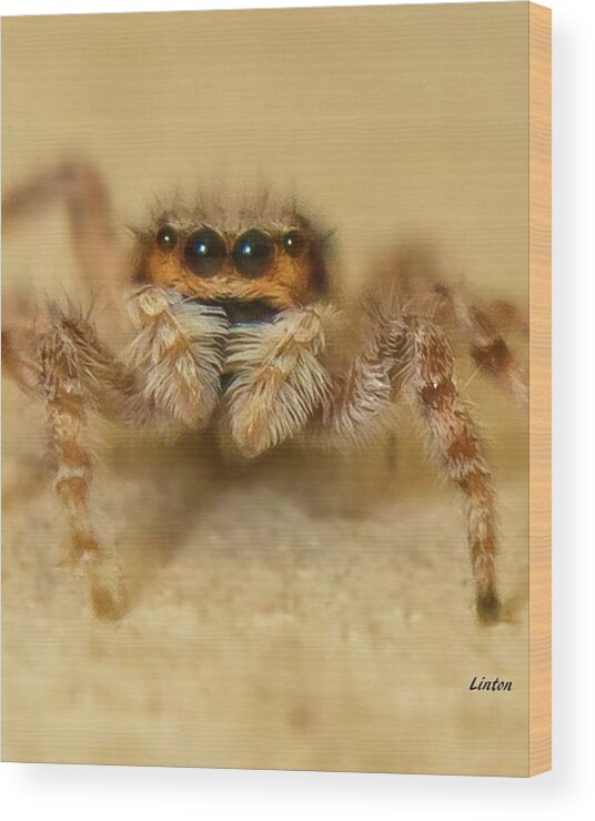Spider Wood Print featuring the photograph Jumping Spider by Larry Linton