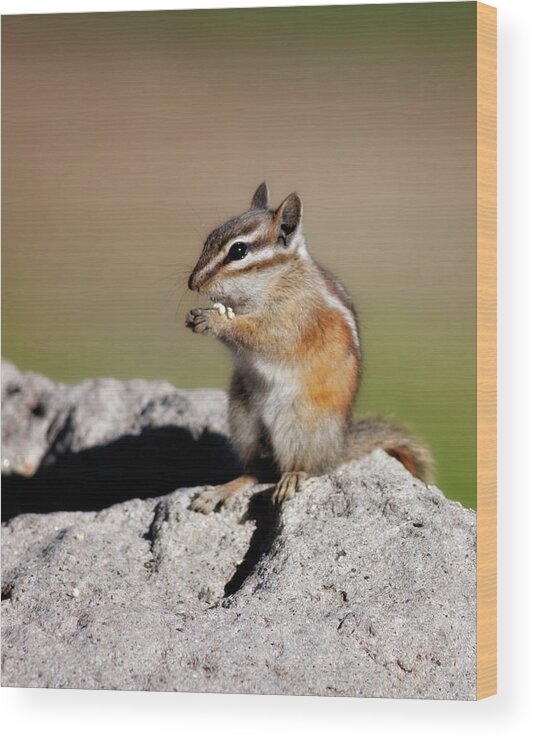 Alone Wood Print featuring the photograph Just A Little Nibble by Lana Trussell