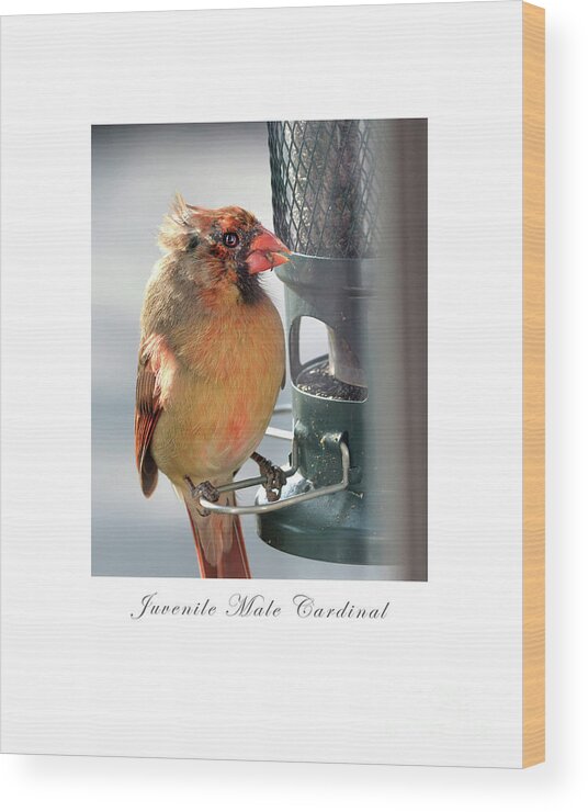 Bird Wood Print featuring the photograph Juvenile Cardinal by Dianne Morgado