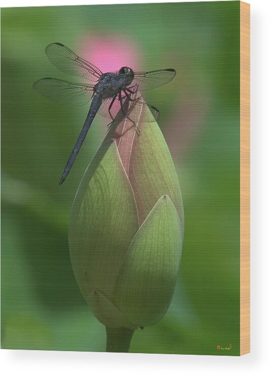 Lotus Wood Print featuring the photograph Lotus Bud and Slaty Skimmer Dragonfly DL0006 by Gerry Gantt