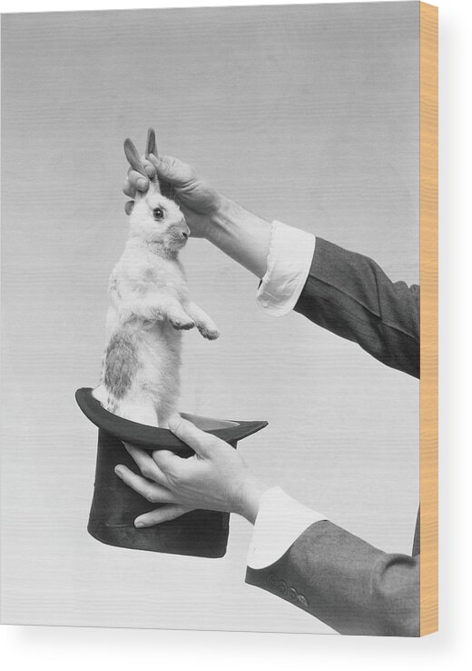 Mature Adult Wood Print featuring the photograph Magician Pulling Rabbit Out Of Hat by H. Armstrong Roberts