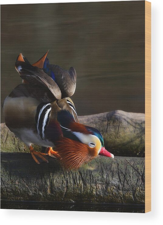 Bird Wood Print featuring the photograph Mandarin Duck by Anna Wan