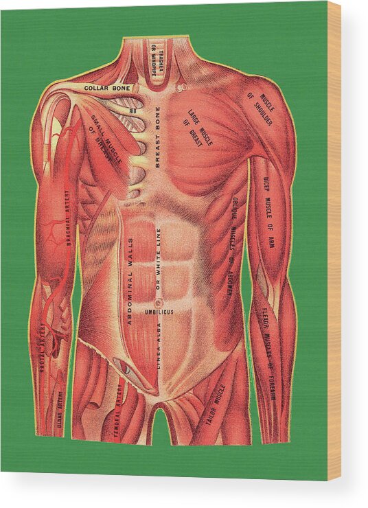 Anatomical Wood Print featuring the drawing Muscle Anatomy by CSA Images