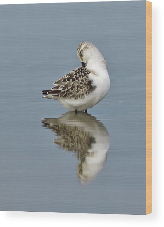 Sanderling Wood Print featuring the photograph Neat and Tidy by Tony Beck