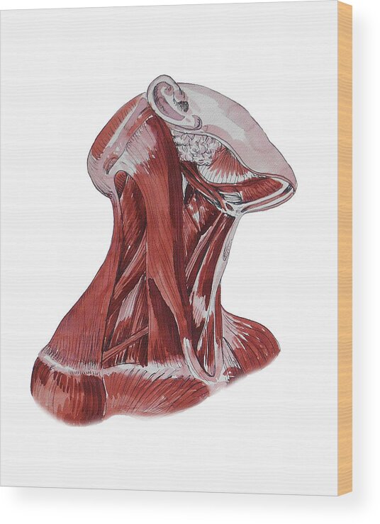 Neck Wood Print featuring the painting Neck Muscles Anatomy Study by Irina Sztukowski