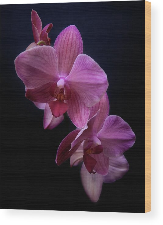 Floral Wood Print featuring the photograph Orchid 10 by Rosette Doyle