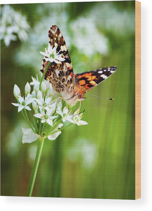 Painted Lady Wood Print featuring the photograph Painted Lady II by Jeff Phillippi