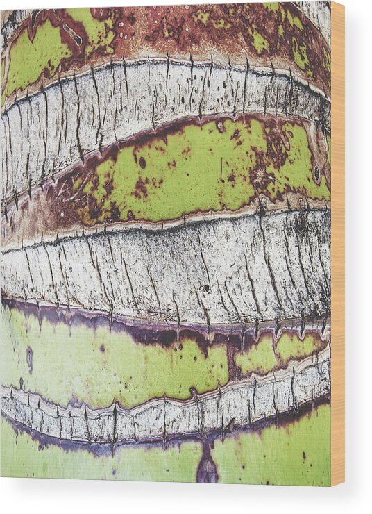 Palm Tree Wood Print featuring the photograph Palm Tree Bark by Lupen Grainne