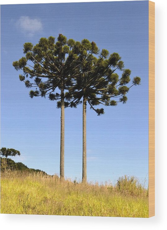 Scenics Wood Print featuring the photograph Parana Pine Trees by Radamés Manosso