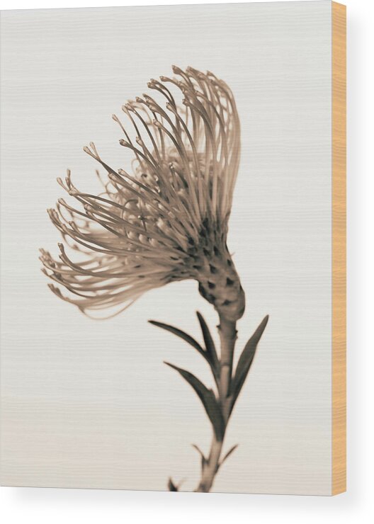 White Background Wood Print featuring the photograph Pincushion Leucospermum Cordifolium by Finn Fox