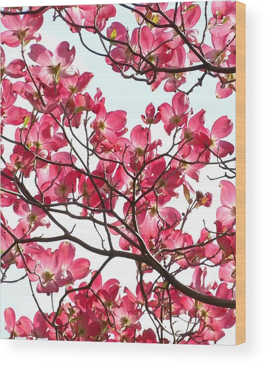 Dogwood Wood Print featuring the photograph Pink Dogwood by Ivan Lesica