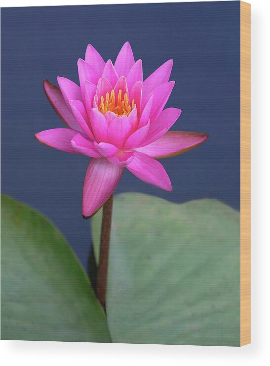 Flower Wood Print featuring the photograph Pink on Blue by Art Cole