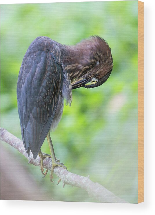 Heron Wood Print featuring the photograph Preening by Alan Raasch