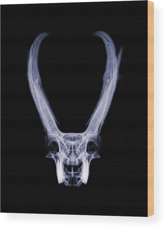 Kansas Wood Print featuring the photograph Pronghorn x-ray 02 by Rob Graham
