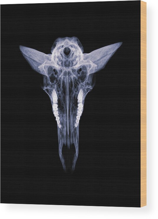 Kansas Wood Print featuring the photograph Pronghorn x-ray 04 by Rob Graham