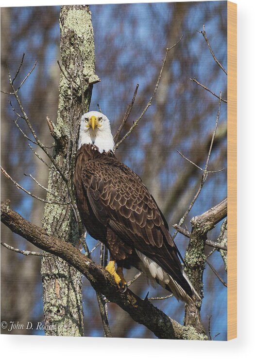  Wood Print featuring the photograph Proud Eagle by John Roach