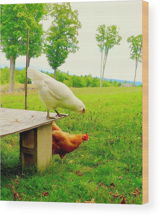 Chickens Wood Print featuring the photograph Ready, Get Set, GO by Alida M Haslett
