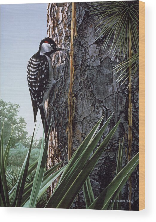 A Red Cockaded Woodpecker On The Side Of A Tree Wood Print featuring the painting Red Cockaded Woodpecker by Ron Parker