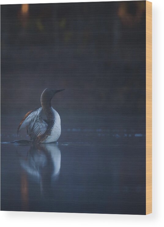 Redthroateddiver Wood Print featuring the photograph Red-throated Diver At The Break Of Dawn by Magnus Renmyr