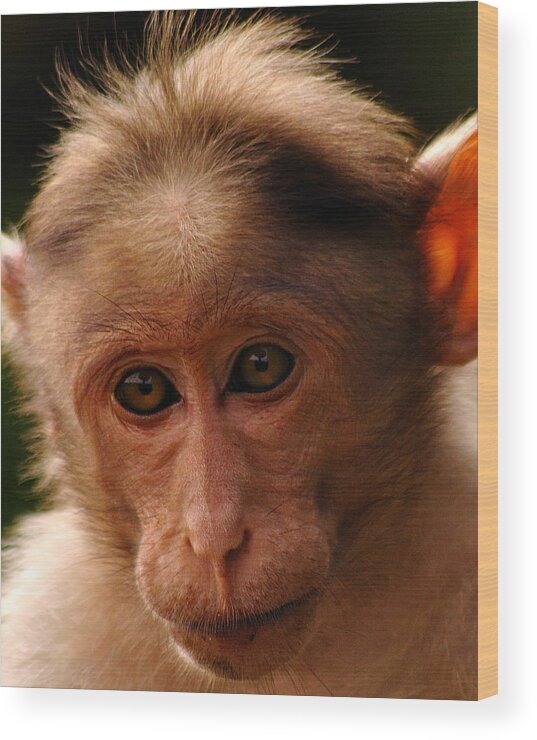 Animal Themes Wood Print featuring the photograph Rhesus Monkey Macaca Mulatta by Intangible Creations!!