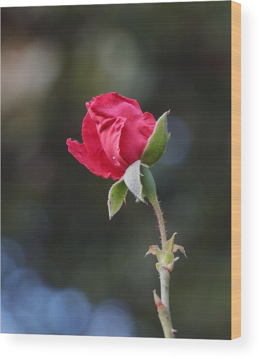 Rose Wood Print featuring the photograph Rose Bud 3328 by John Moyer