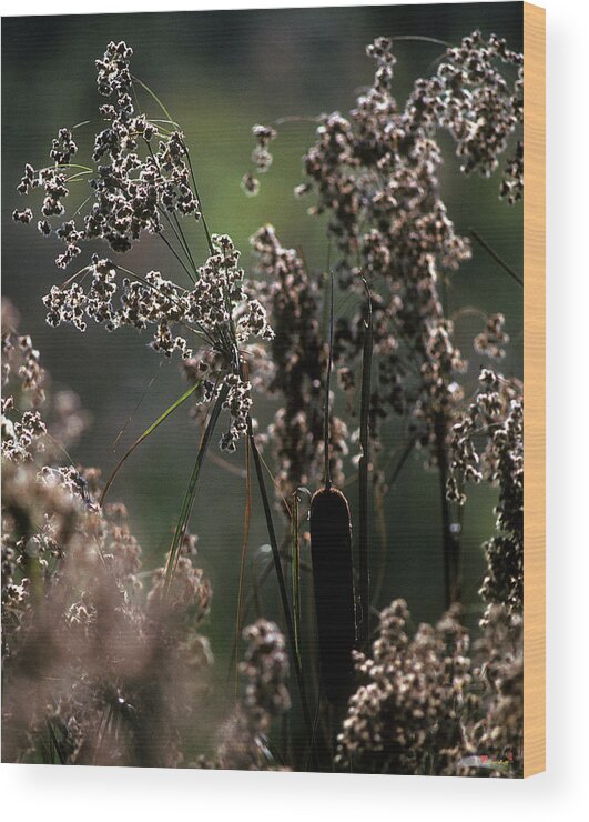 Marsh Wood Print featuring the photograph Rushes and Cattails 7G by Gerry Gantt