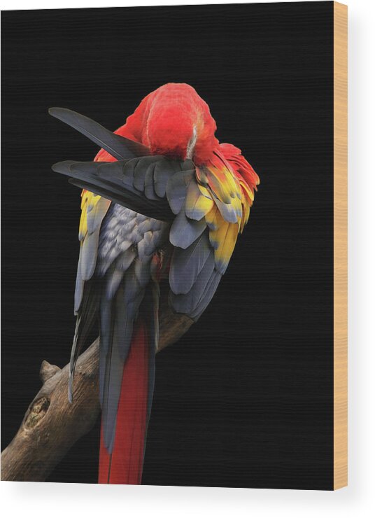 Animal Themes Wood Print featuring the photograph Scarlet Macaw by Paul Taylor