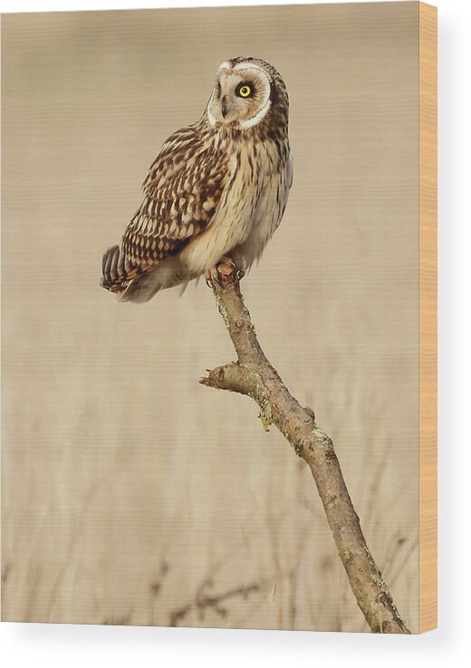 Animal Themes Wood Print featuring the photograph Short Eared Owl Perched On A Branch by Steve Ward Nature Photography