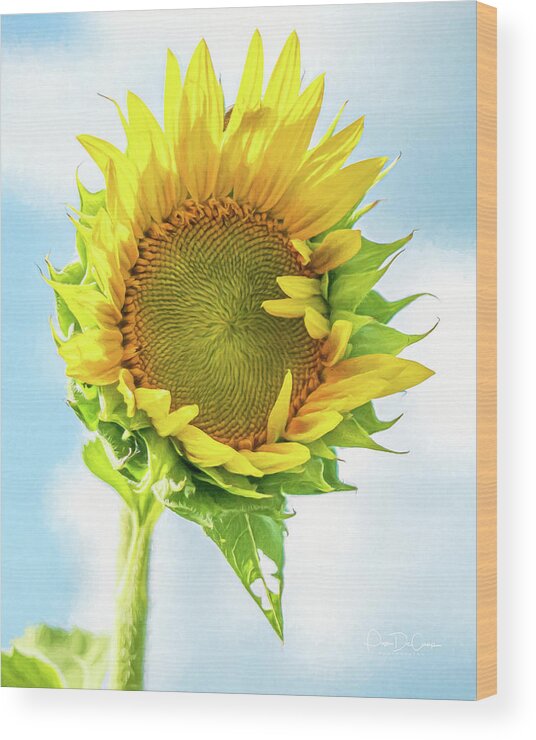Sunflower Wood Print featuring the photograph Shy Guy II by Pam DeCamp