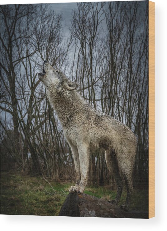 Wolves Wolf Howling Wood Print featuring the photograph Singin by Laura Hedien