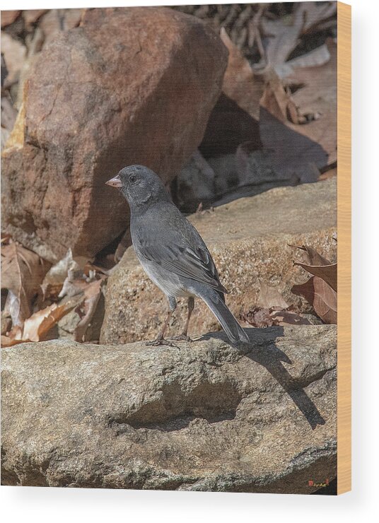 Nature Wood Print featuring the photograph Slate-colored Junco DSB0339 by Gerry Gantt