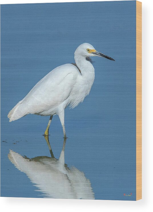 Nature Wood Print featuring the photograph Snowy Egret DMSB0182 by Gerry Gantt