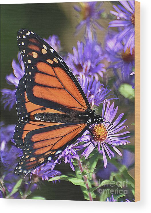 Diane Berry Wood Print featuring the photograph Sunset Monarch by Diane E Berry