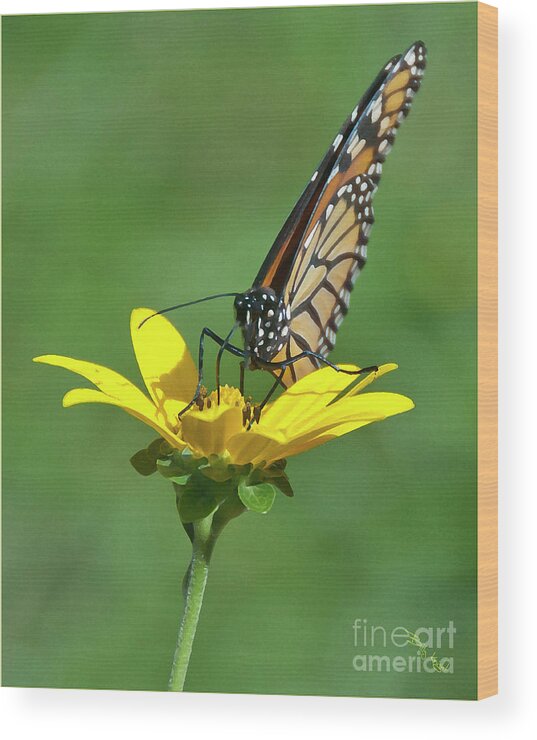 Butterfly Wood Print featuring the photograph Taking A Break by Billy Knight