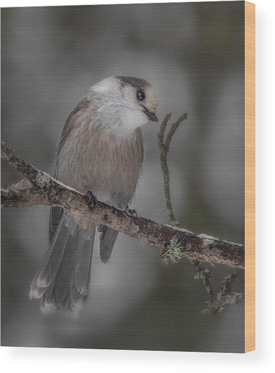Jay Wood Print featuring the photograph The Canada Gray Jay by Molly Fu