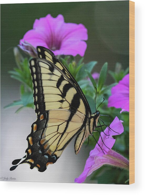 Eastern Tiger Swallowtail Wood Print featuring the photograph Tiger Beauty by Jody Partin