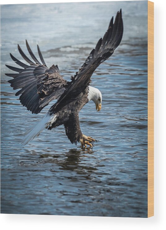 Eagle Wood Print featuring the photograph Tippy Talon by Laura Hedien