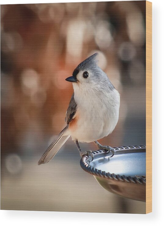Titmouse Wood Print featuring the photograph Titmouse by James Barber