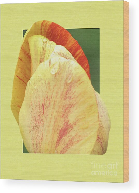 Tulip Wood Print featuring the photograph Tulip Petals Escaping by Smilin Eyes Treasures