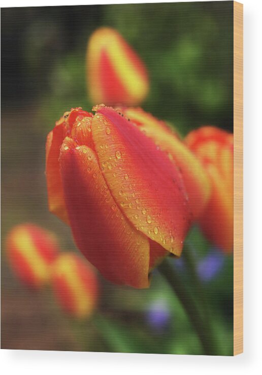 Orange Color Wood Print featuring the photograph Tulips And Raindrops by Colorcarnival (michelle White)