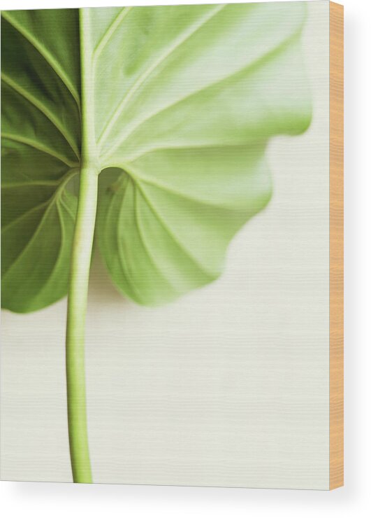 White Background Wood Print featuring the photograph Underside Of Alocasia Leaf by Dana Gallagher