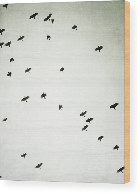 Birds Wood Print featuring the photograph Upward by Lupen Grainne