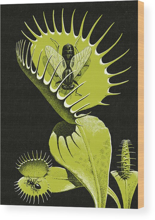 Animal Wood Print featuring the drawing Venus Fly Trap by CSA Images