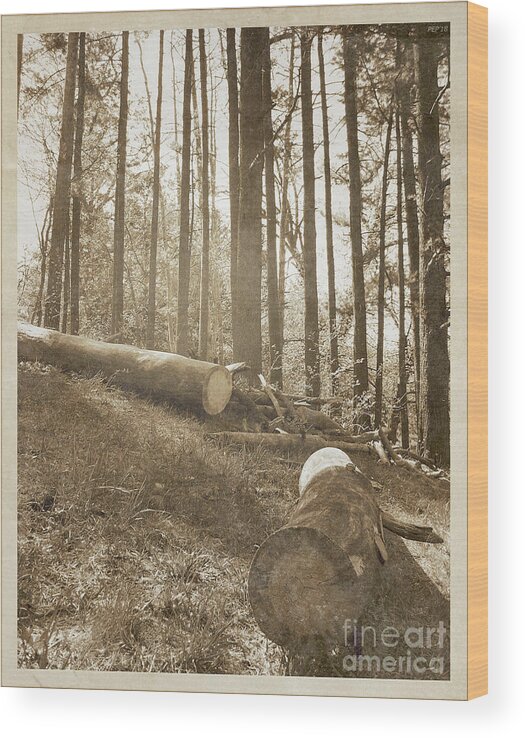Timber Wood Print featuring the photograph Vintage Forest Hillside by Phil Perkins