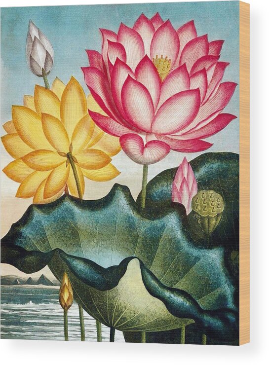 Flowers Wood Print featuring the drawing Vintage Water Lily Artwork by Steeve. E. Flowers.